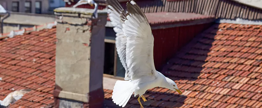 Residential Chimney Animal Removal Solution in National City, CA